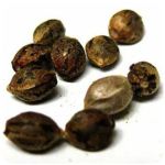 Семена марихуаны АК-47  (Seeds AK-47) в Будённовске